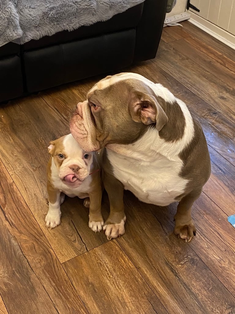 Old English bulldog puppy for sale. 