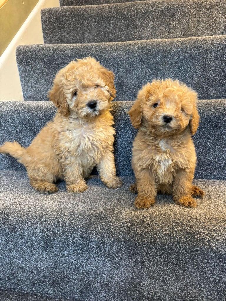 Coton noodle puppies ready now