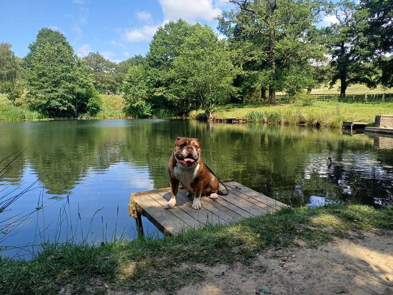 Oldtyme bulldog 