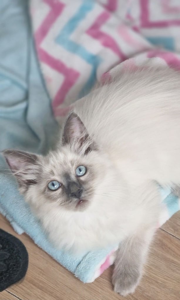 Pedigree Ragdoll Kittens Ready Now