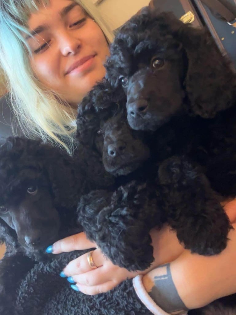 Two Exceptional Black Female Poodle Puppies — Family-Raised — 5★ Homes Only