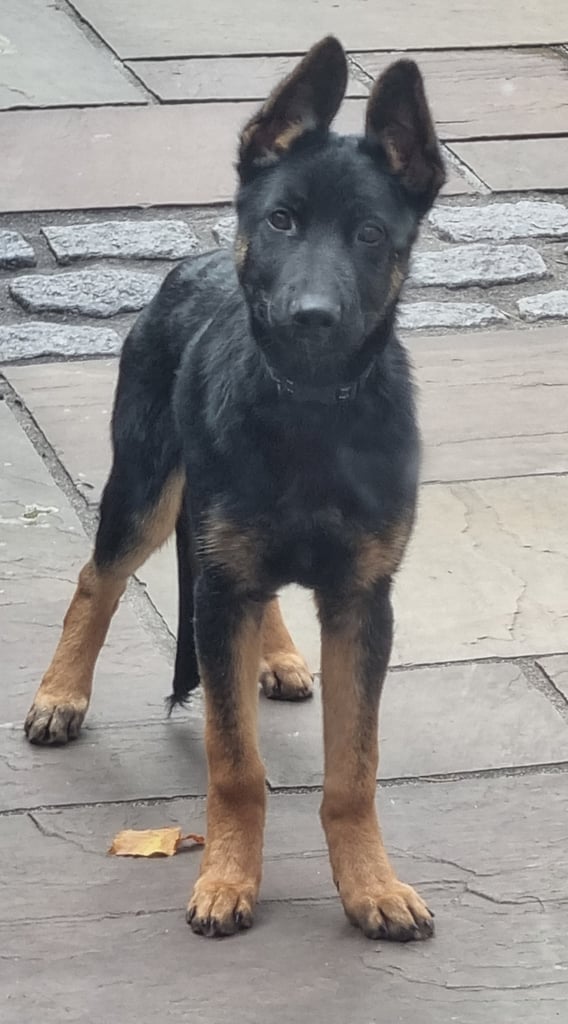 german shepherd puppy