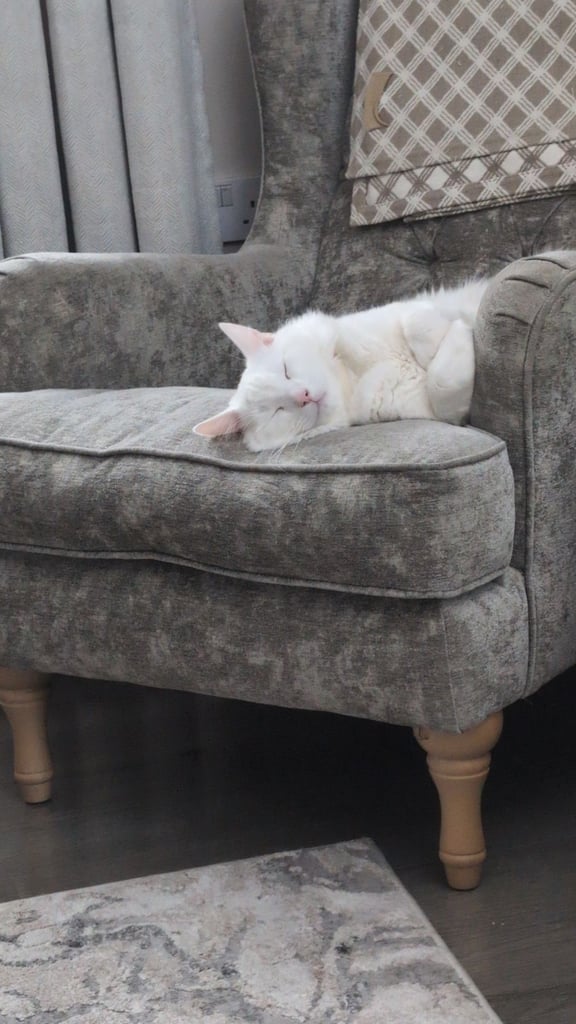 Beautiful Siberian white long hair male cat