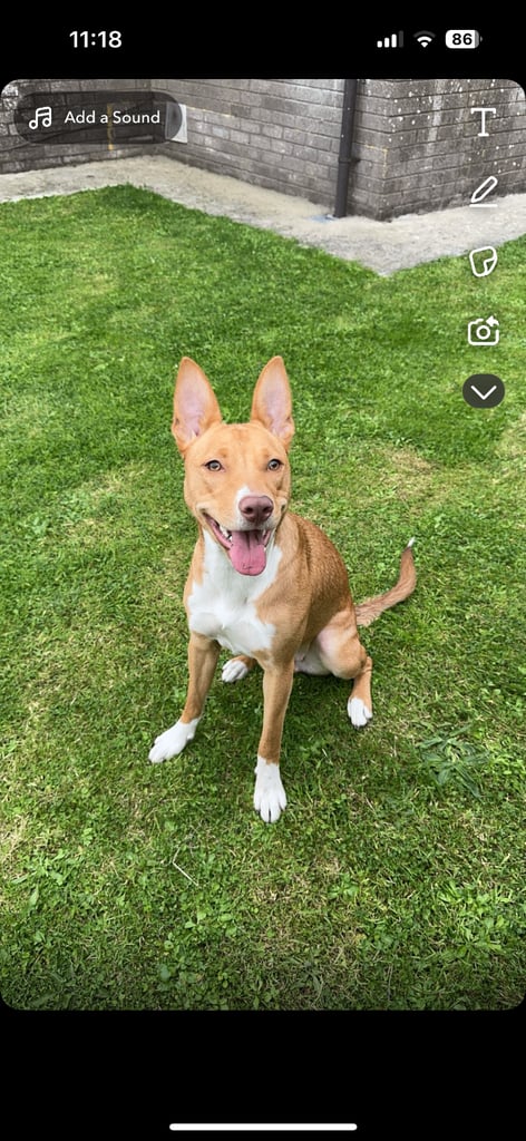 Border collie for rehoming 