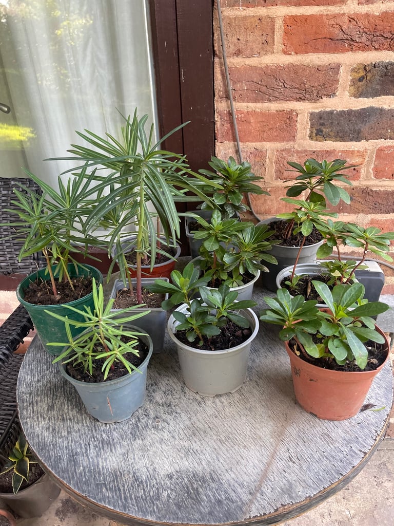 image for 4 Euphorbia plants for £10. Fulham