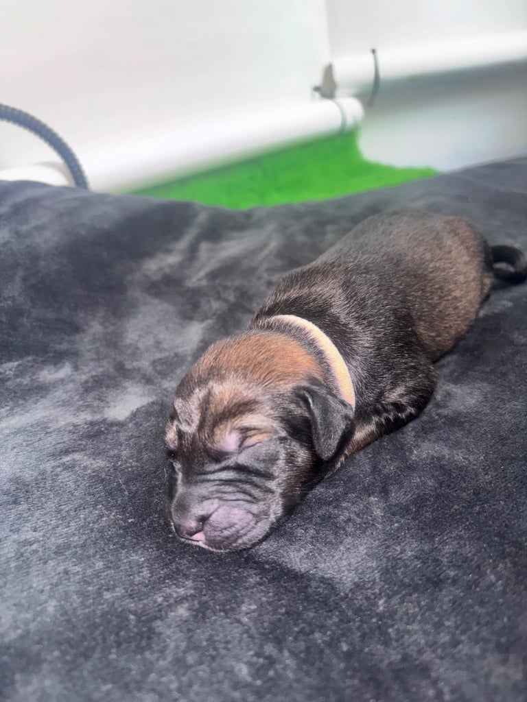 Saluki Bull Greyhound Puppies