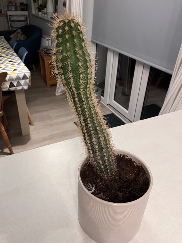 image for Cactus (called “Trevor”)