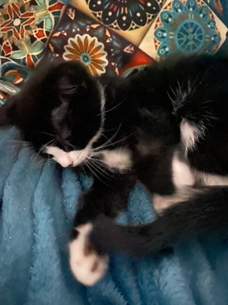 Kitten looks new house