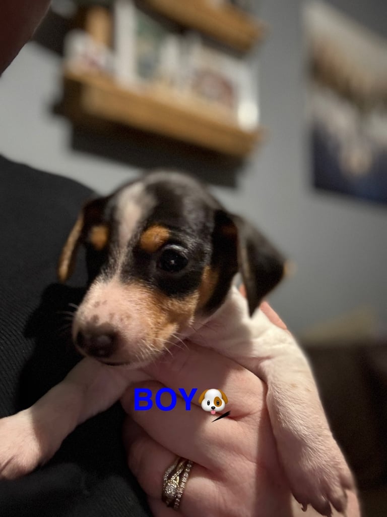 image for Looking for a 🏡🐶