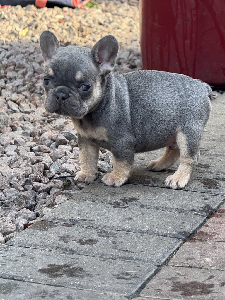 Frenchie boys and girls homie x Apollo lines 