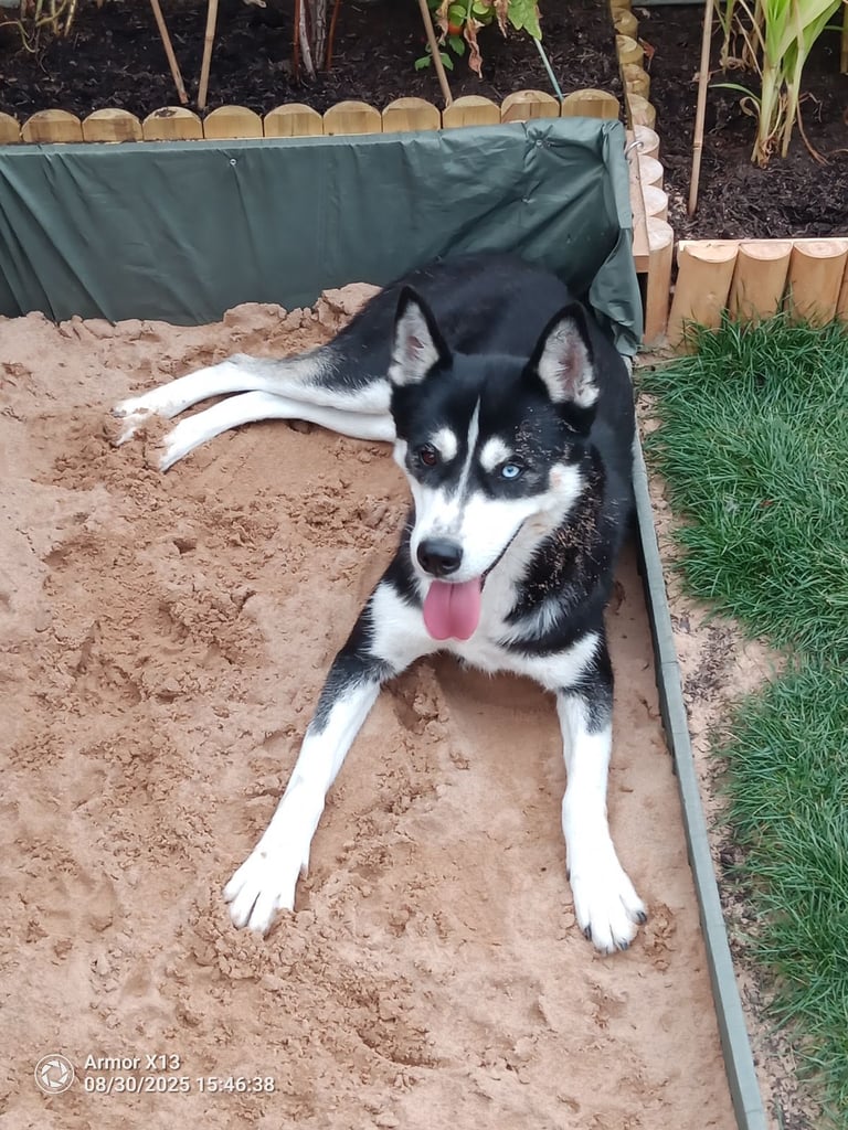 image for Female Luna 