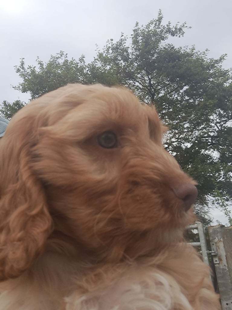 Cockapoo puppies