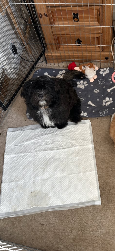 Hyproallergenic Shih-poo Girl