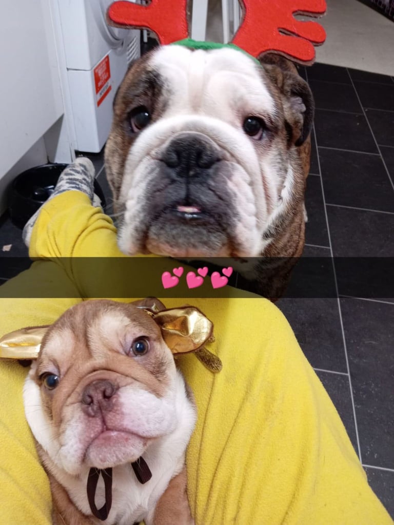 Kc English bulldog 