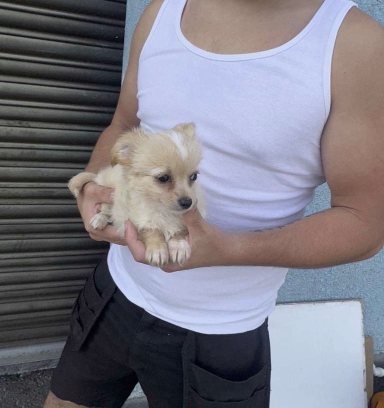 Chihuahua cross jack Russell puppies 