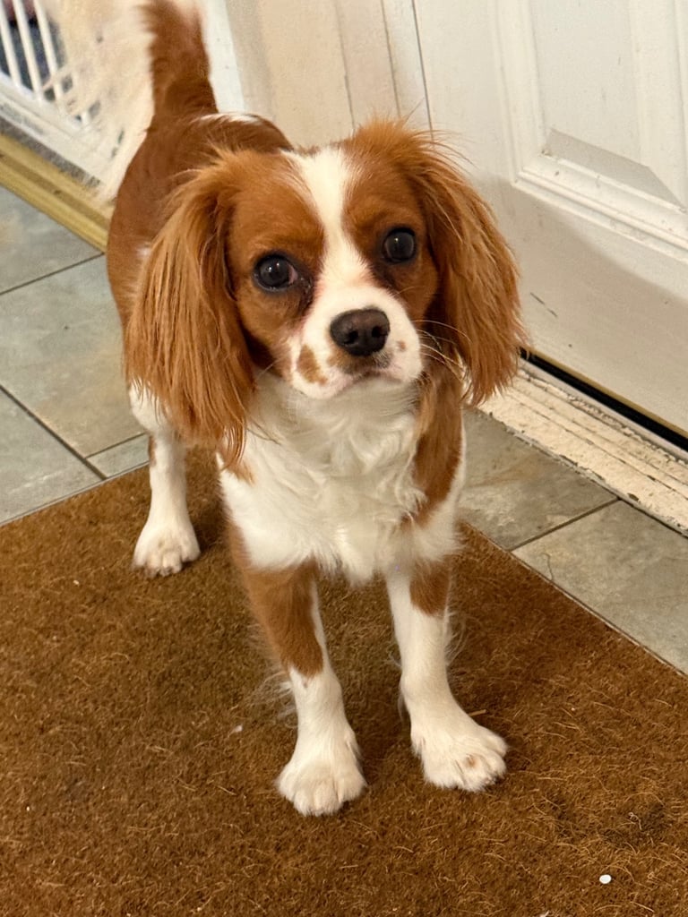 Cavalier King Charles 