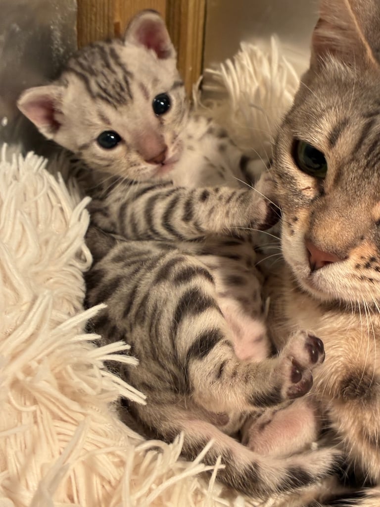 ❤️Beautiful Baby Bengal Boys ❤️