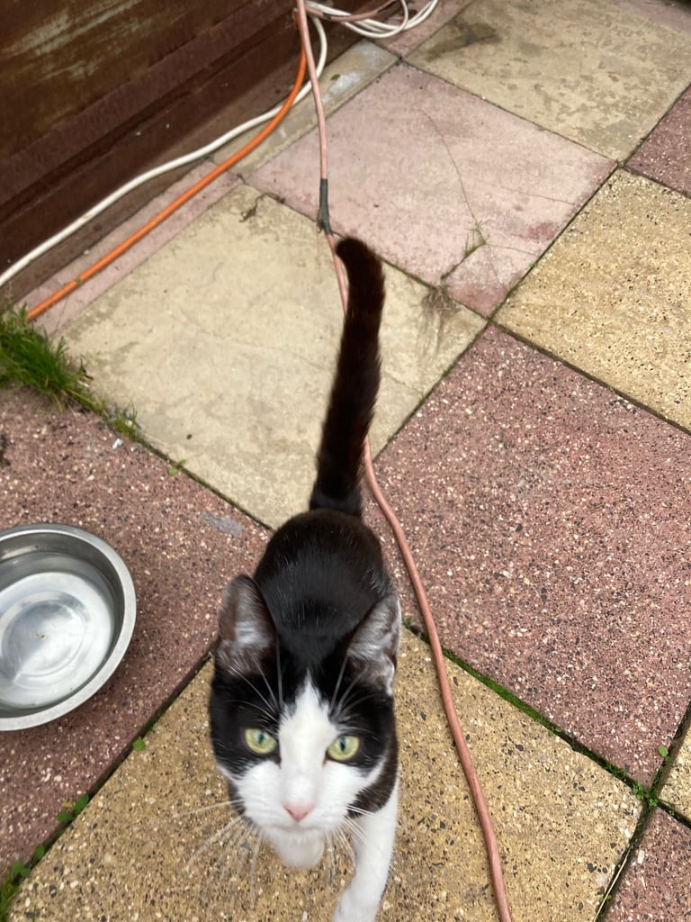 Kittens for sale 