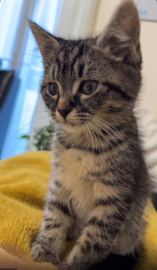 cute kitten for sale