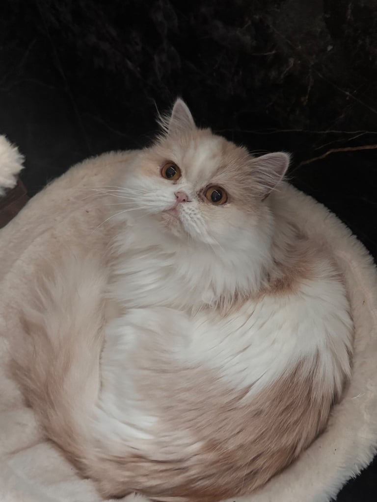 Beautiful girl. FREE