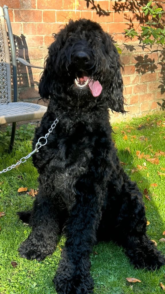 Bruno.Wonderful 1 year old Bermedoodle  Seeks New Bestie