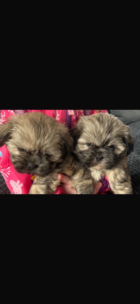 Shihtzu puppies 