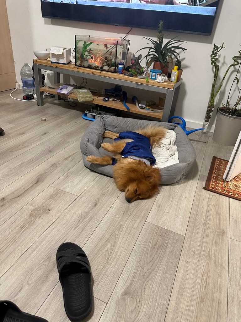 Pomeranian dog almost 3 years