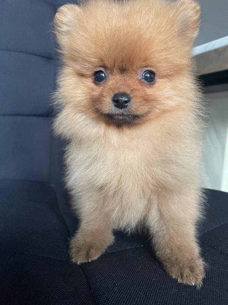 Beautiful Pomeranian puppies ready to go 