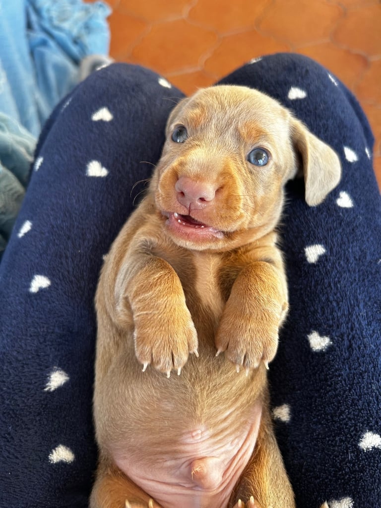 Beautiful Miniature Dachshund Puppies
