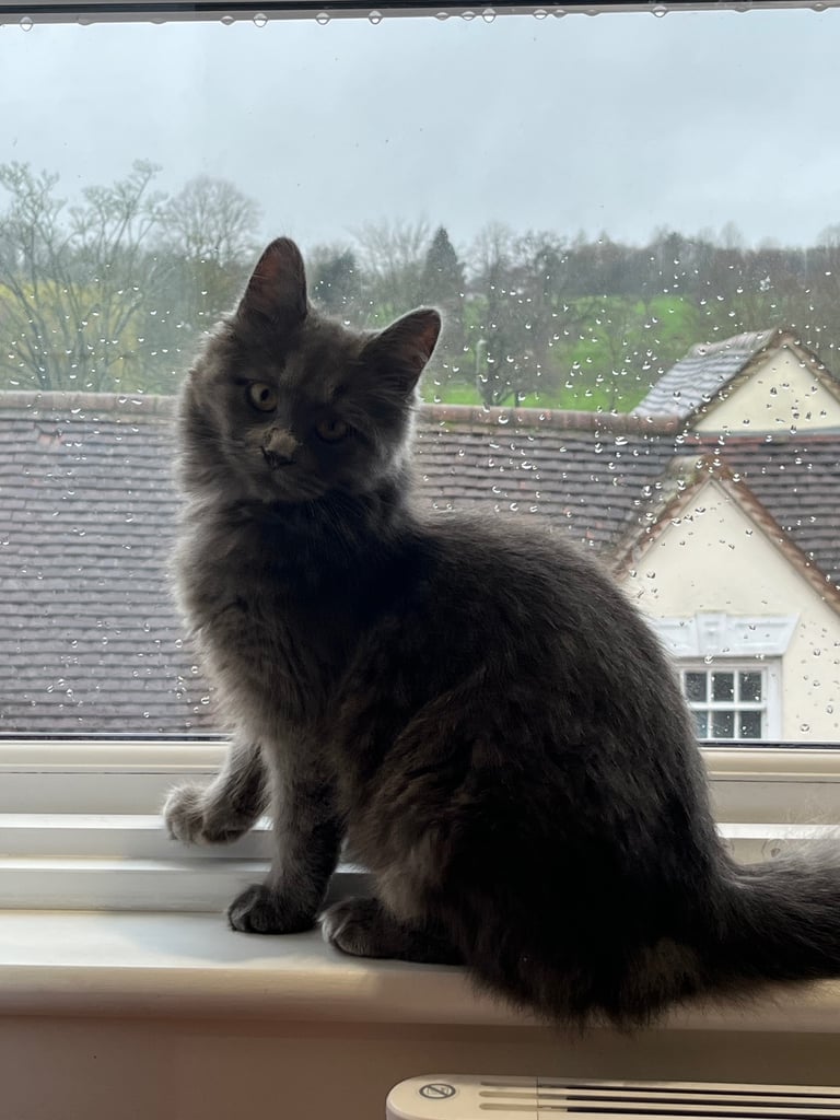 British longhair/Persian mixed grey cat 