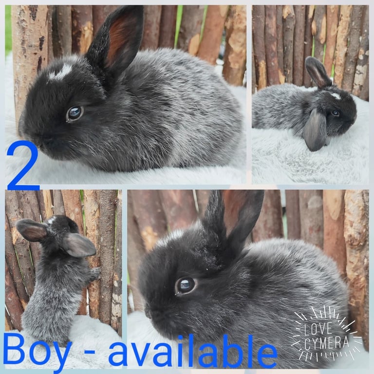 mini lop baby rabbit