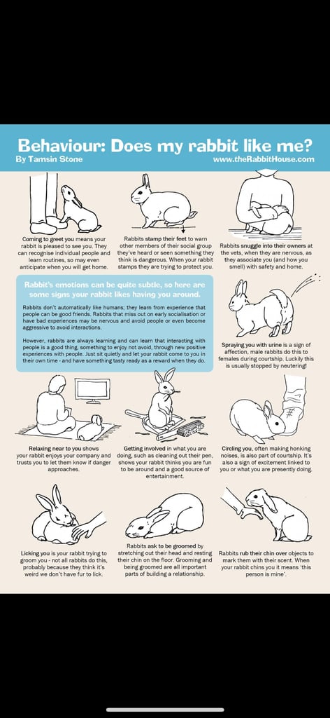 Selling Beautiful Blue eyed baby bunnies in pairs! Manchester based