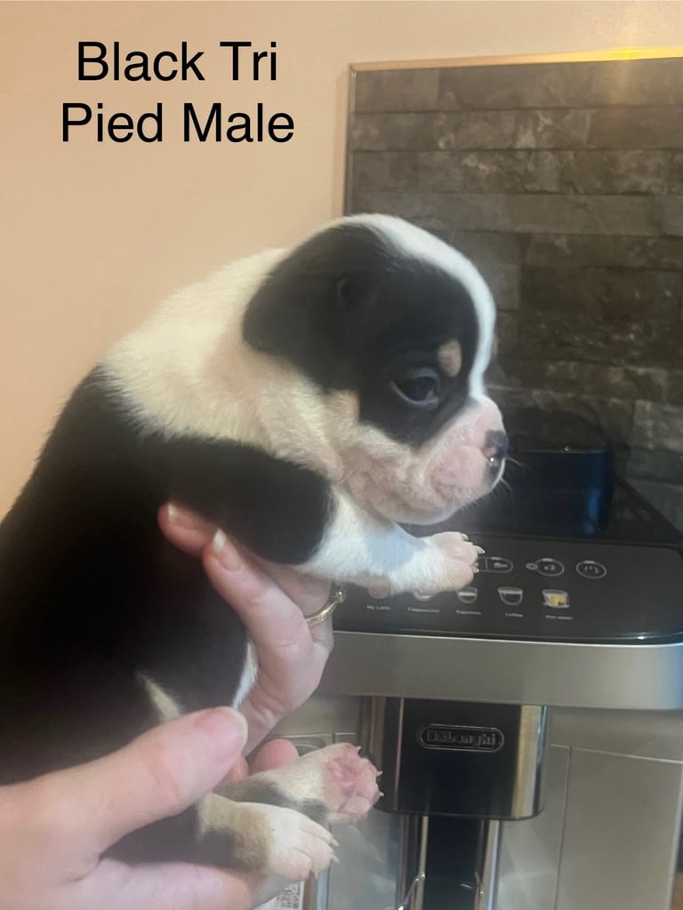 Pedigree pocket bully pups for sale! 