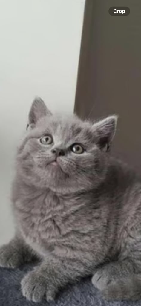 image for British shorthair 
