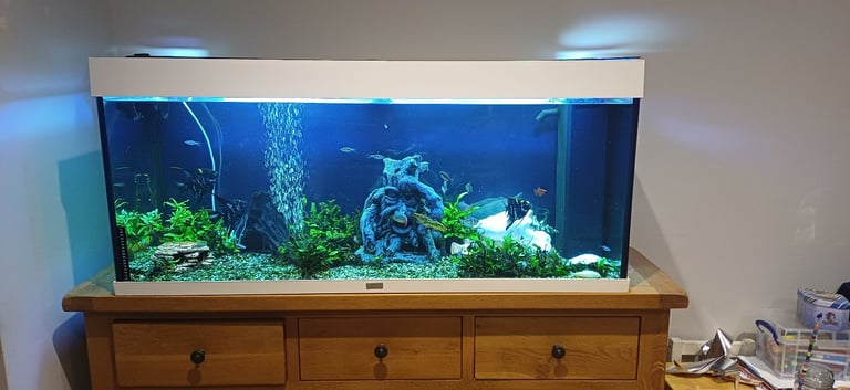 image for Juwel fishtank with fish 240L