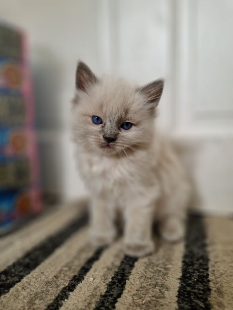 Ragdoll kittens 