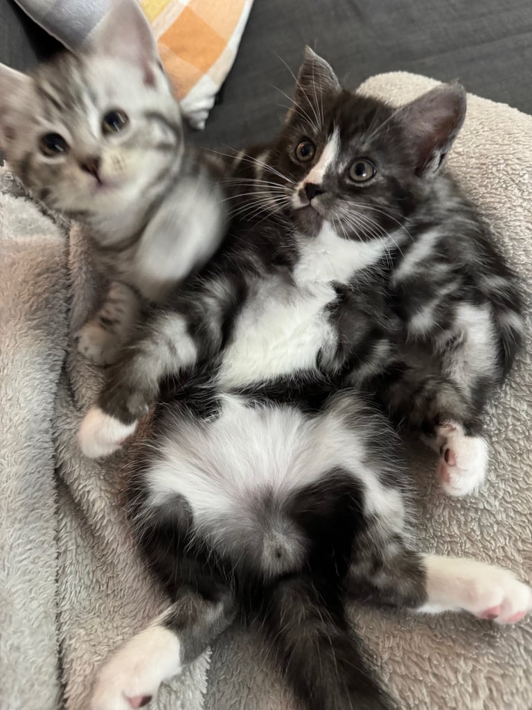 Maine Coon Mix Kittens - All Sold Now