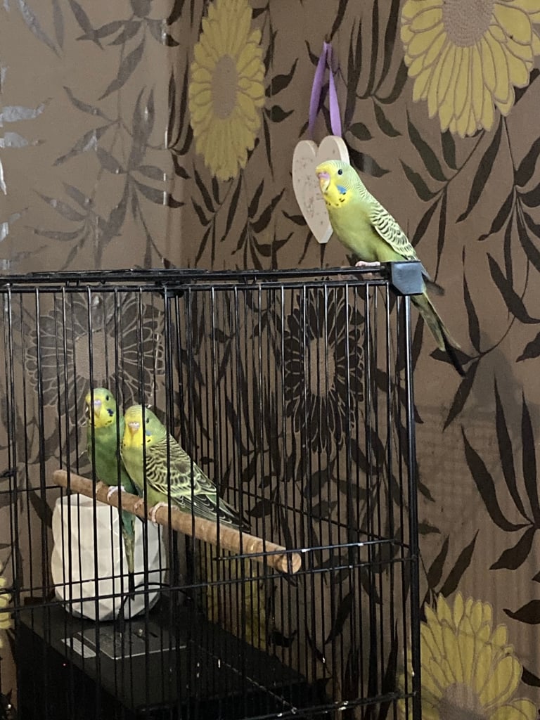 Baby budgies 8 week old 