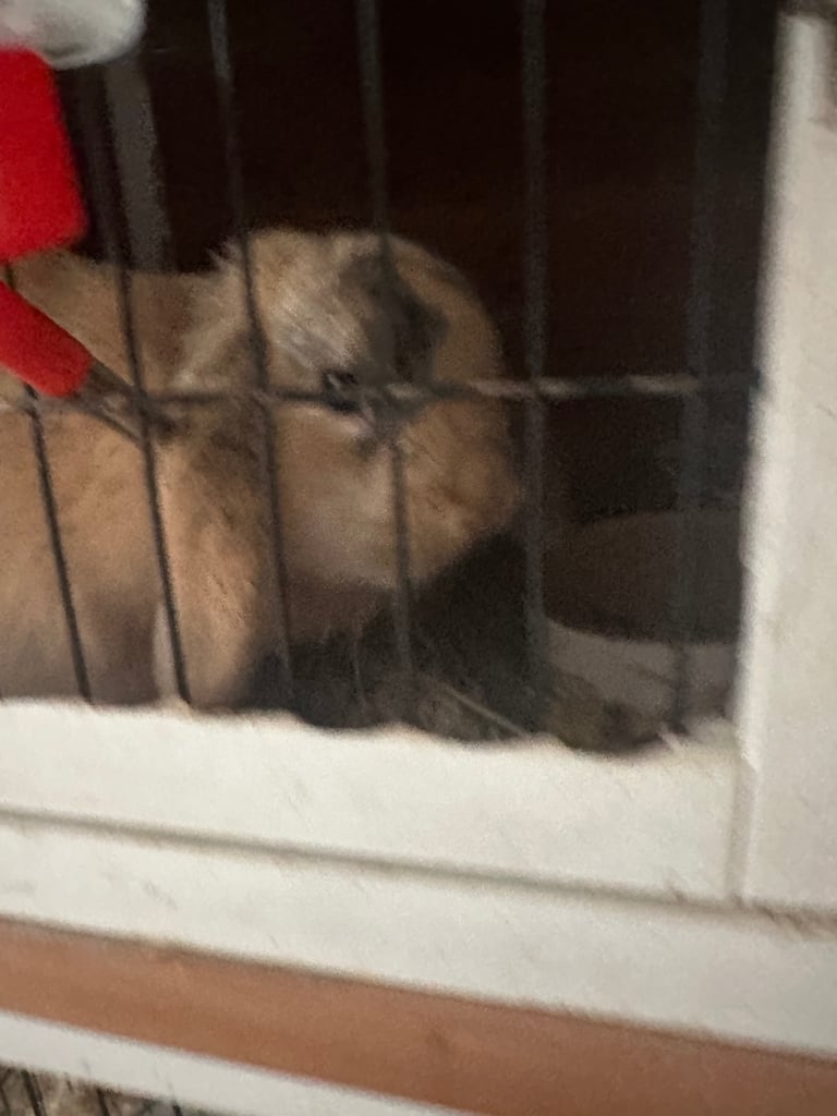 2 female rabbits for sale sister from same litter 