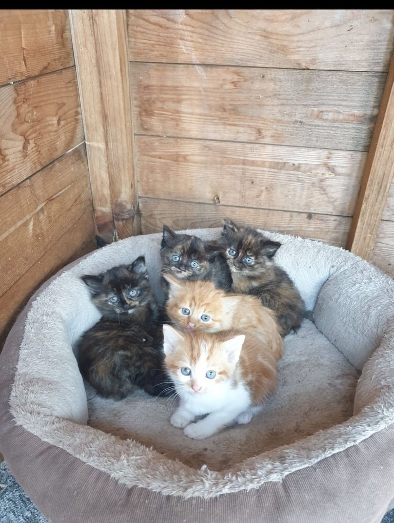 BEAUTIFUL KITTENS FOR SALE 