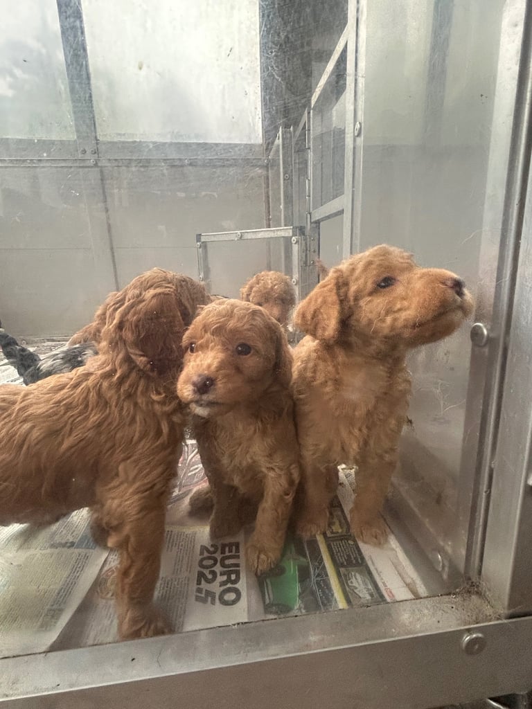 F1b miniature labradoodle 