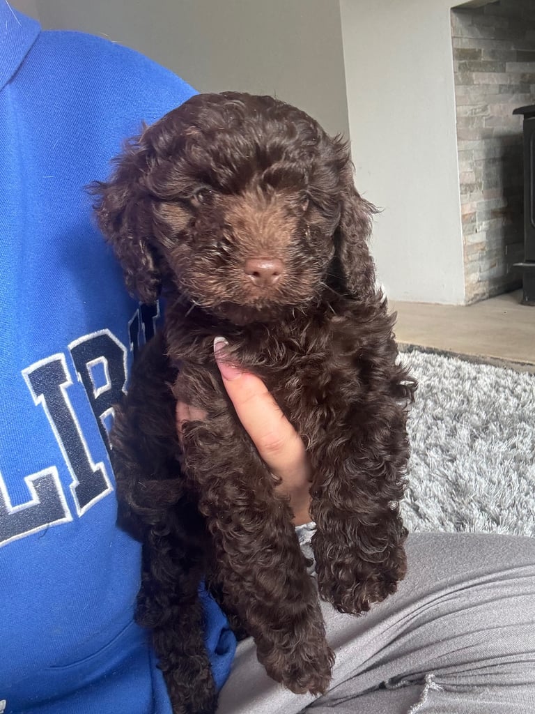 Cockapoo puppies 