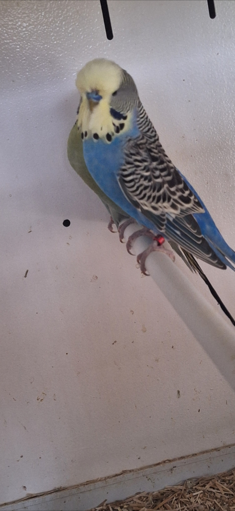 Hand Tame Budgies 