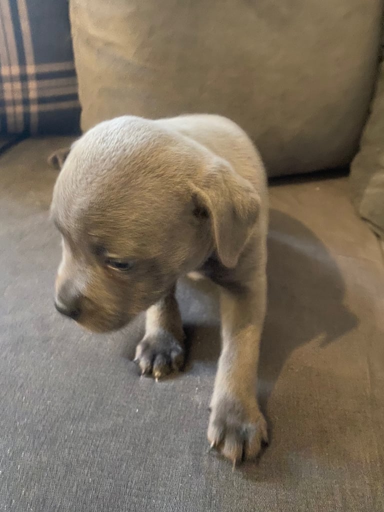 Blue staff puppies