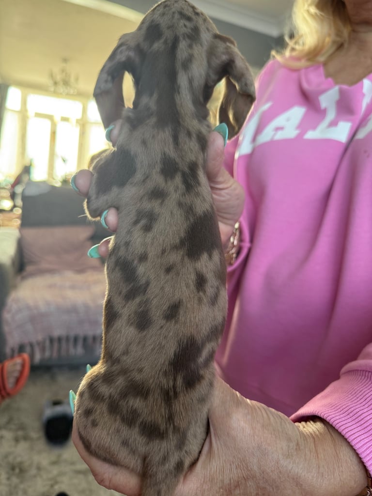 Chocolate fluffy Dauchshund merl