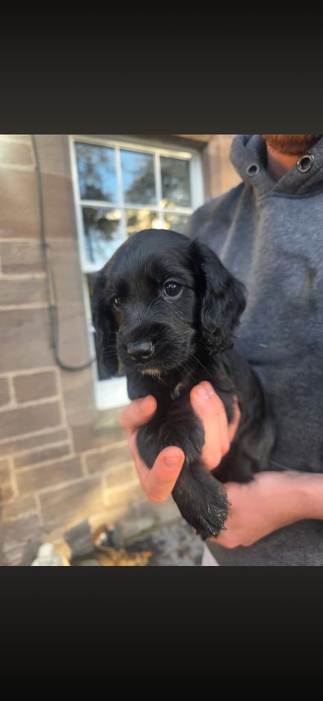 image for Sprocker puppies 