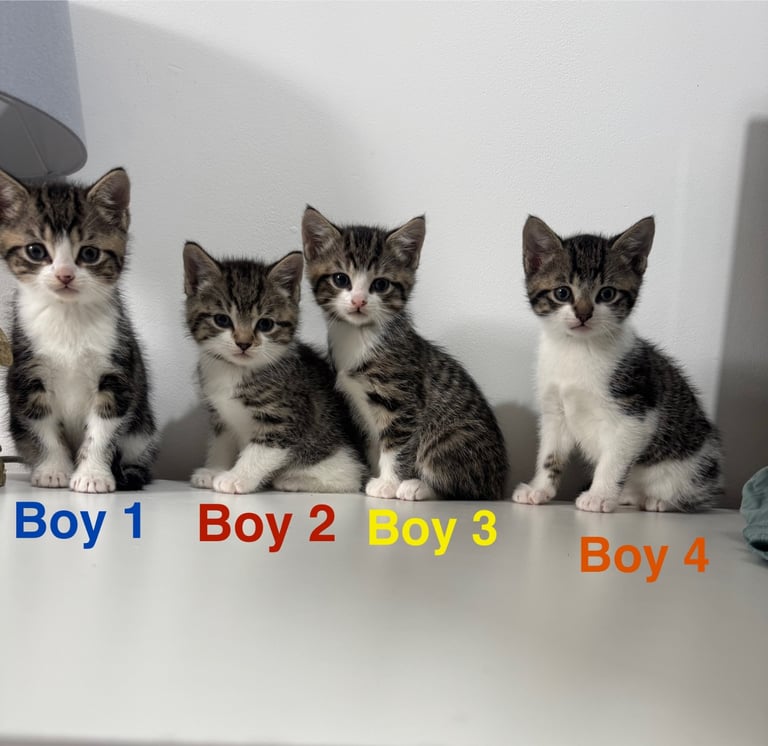 image for Four boys ready to leave 