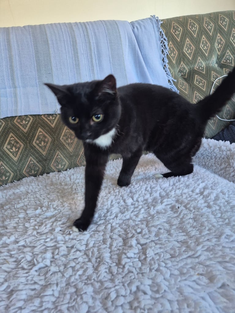 Kittens for sale