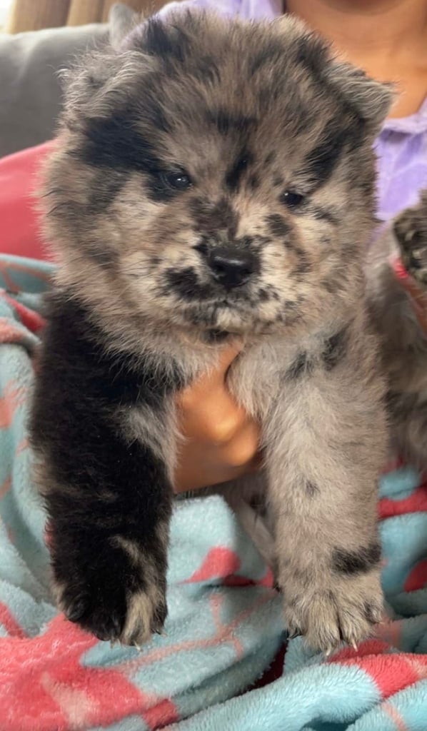 Blue Merle Chow Chow Chow Chow Puppies Merle Dogs For Sale Chow