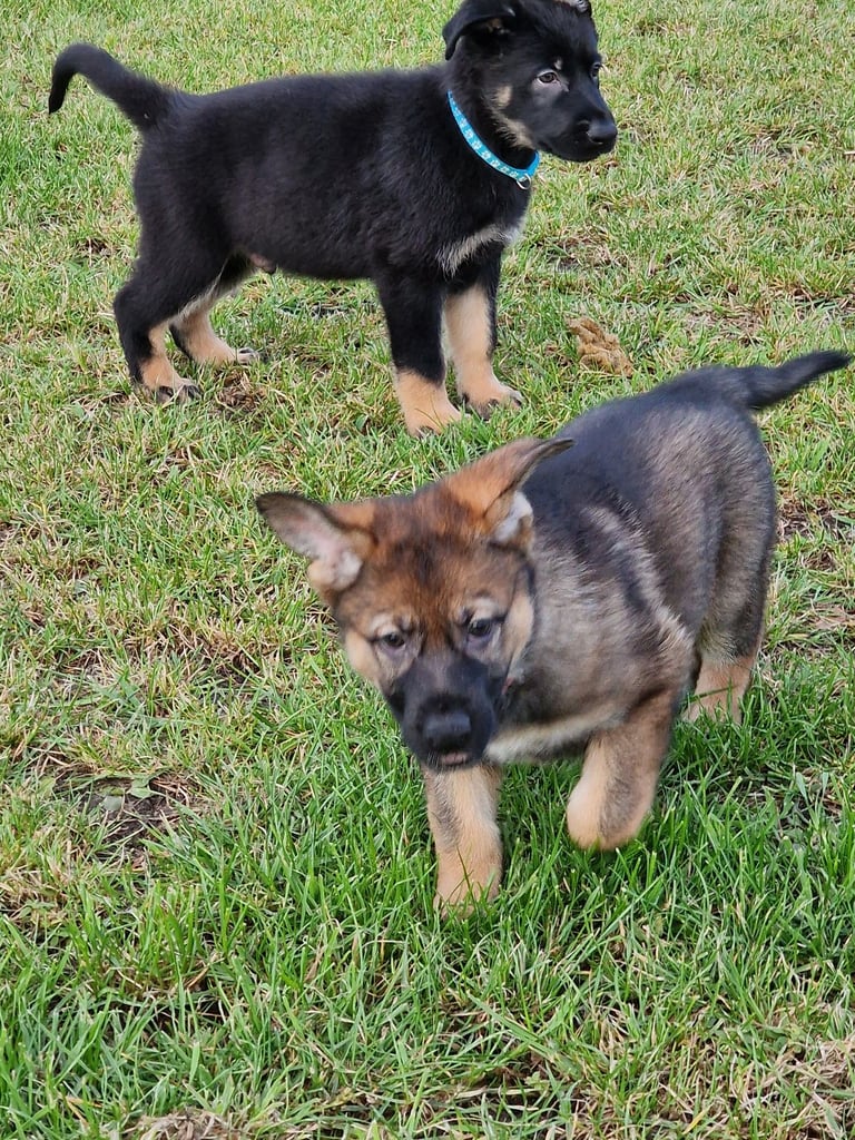Kc reg Czech working line gsd puppies 